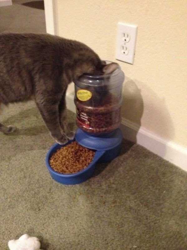 use_diff_cat_eat